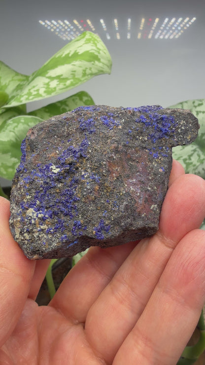 Azurite- Morenci Mine, Morenci, Greenlee County, Arizona, USA