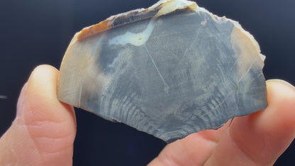 Petrified & Opalized Wood- Nevada (Unidentified locality)