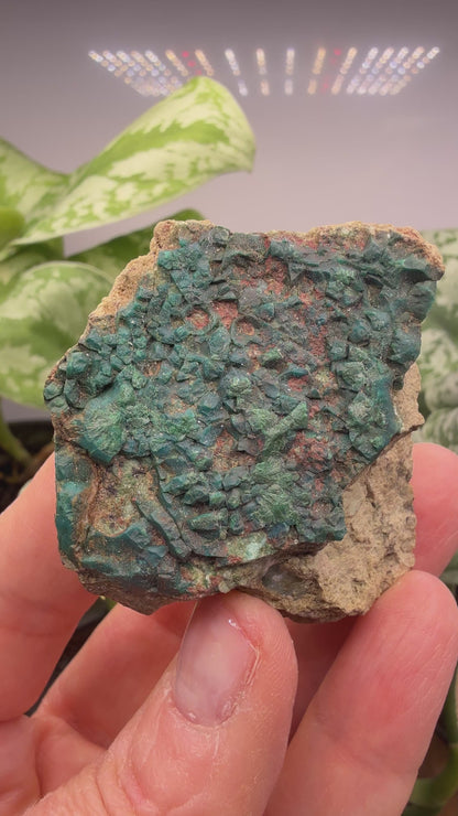 Chrysocolla, Malachite- Apex Mine, Money Creek Mining District, King County, Washington, USA