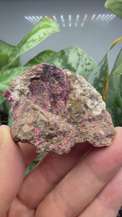 Erythrite- Sara Alicia Mine, San Bernardo, Álamos Municipality, Sonora, Mexico