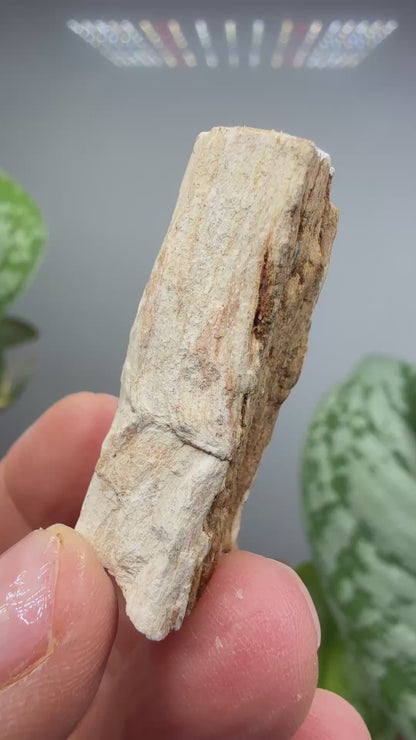 Petrified Wood- Charleston, South Carolina