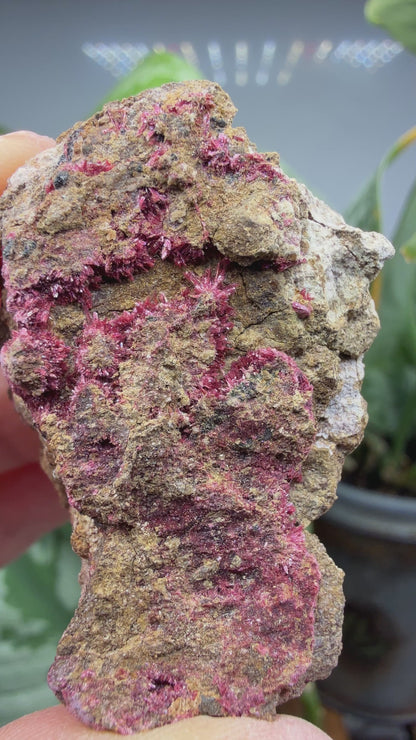 Erythrite- Sara Alicia Mine, San Bernardo, Álamos Municipality, Sonora, Mexico