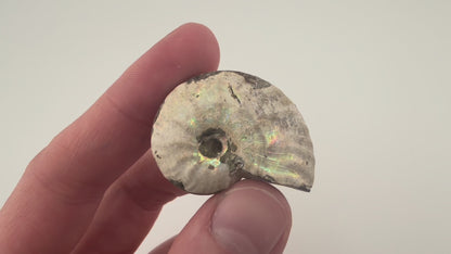 Opalized Ammonite
