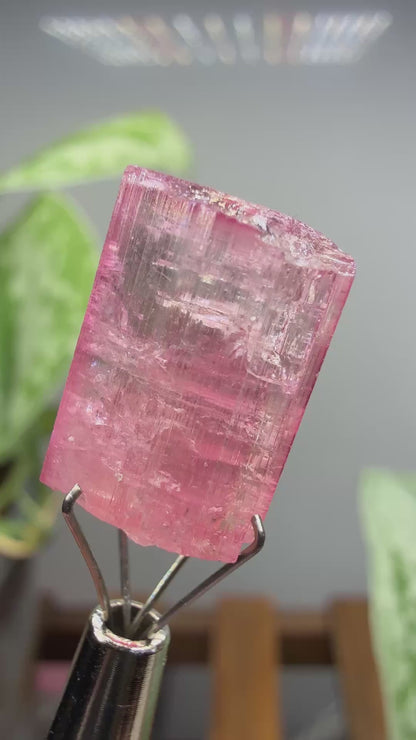Tourmaline- Água Branca pegmatite, Barra do Salinas, Coronel Murta, Minas Gerais, Brazil