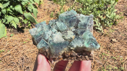 Fluorite - Hidden Forest Pocket, Diana Maria Mine, Frosterley, Weardale, Co. Durham, England