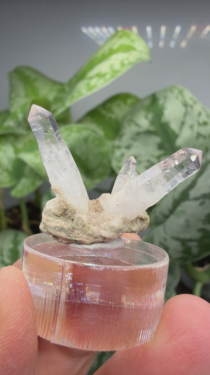 Amethyst- Las Vigas de Ramírez Municipality, Veracruz, Mexico