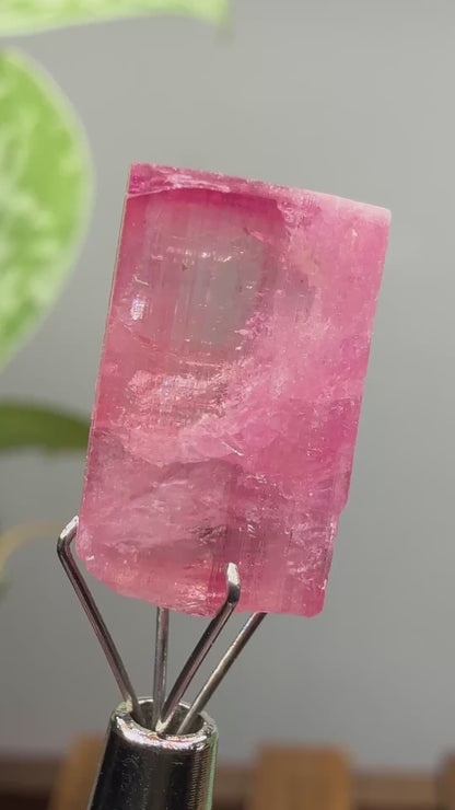 Tourmaline- Água Branca pegmatite, Barra do Salinas, Coronel Murta, Minas Gerais, Brazil