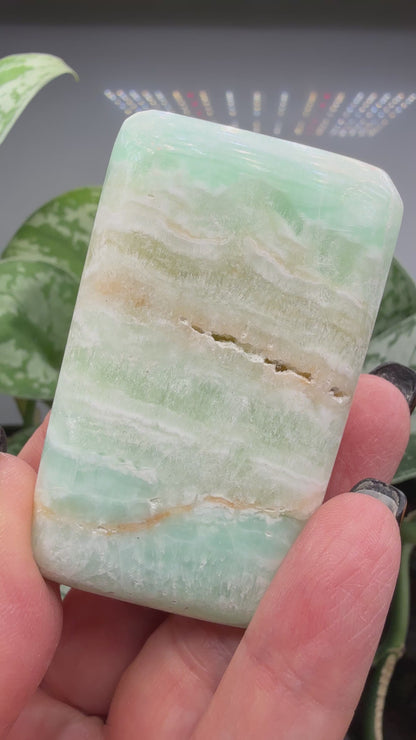 Caribbean Calcite Palm (Soap Shaped)