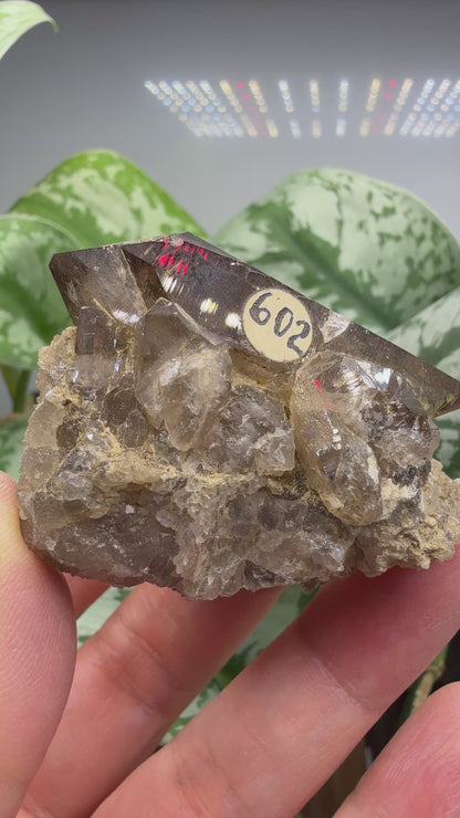 Smoky Quartz- Göschenenalp, Switzerland