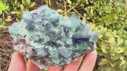 Fluorite - Naughty Gnome Pocket, Diana Maria Mine, Frosterley, Weardale, Co. Durham, England