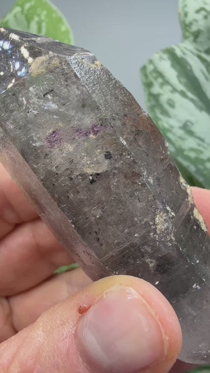 Quartz Enhydro (fluid and carbonaceous inclusions)