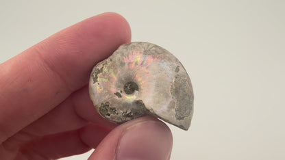 Opalized Ammonite