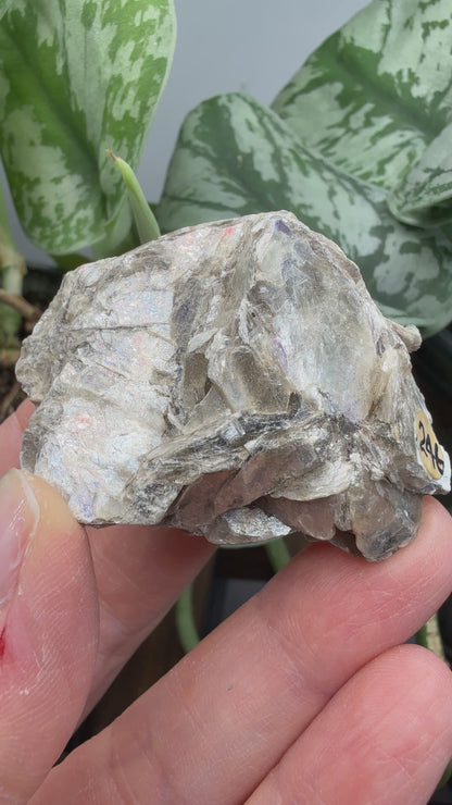 Margarodite (Muscovite–Paragonite Mica)– Connecticut
