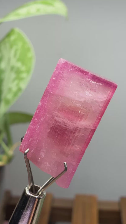 Tourmaline- Água Branca pegmatite, Barra do Salinas, Coronel Murta, Minas Gerais, Brazil