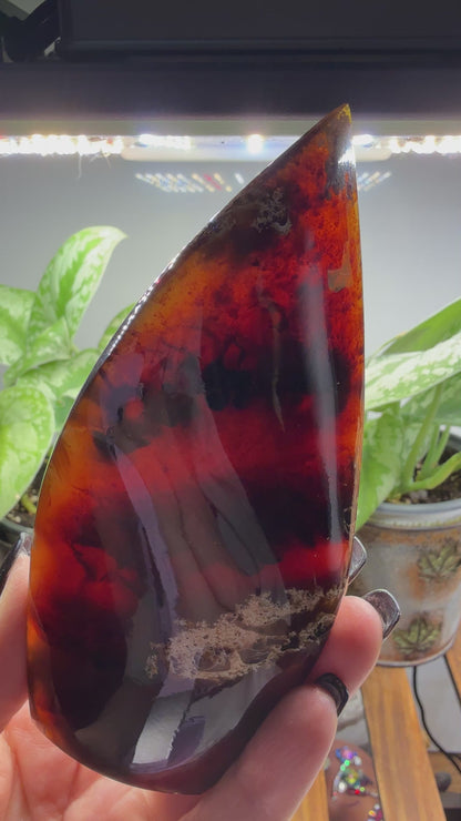 Amber Flame, polished- Indonesia