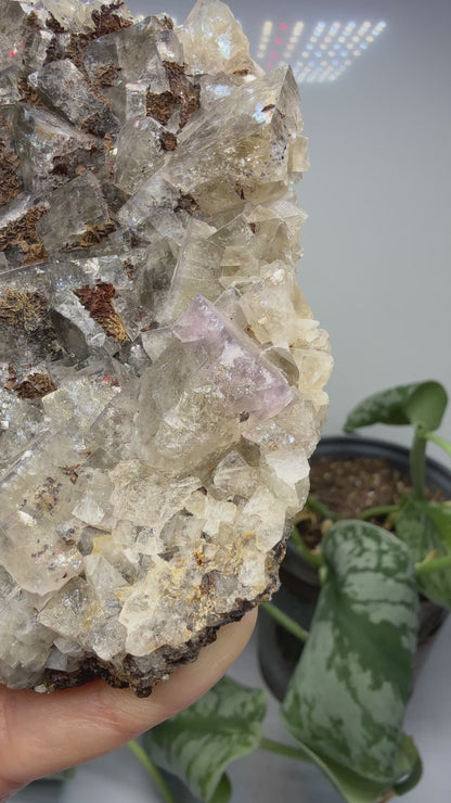 Fluorite- Funky February Pocket, Greenlaws Mine, Daddry Shield, Weardale, County Durham, England
