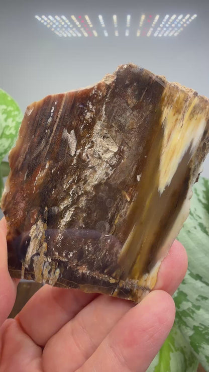 Petrified Wood- Oregon, USA