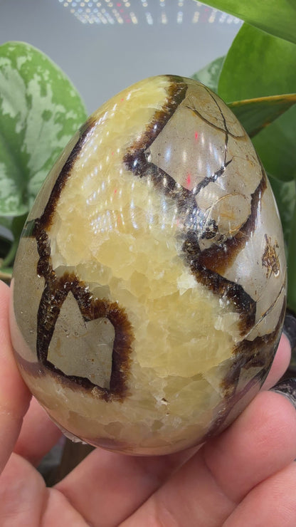 Septarian Egg- Madagascar
