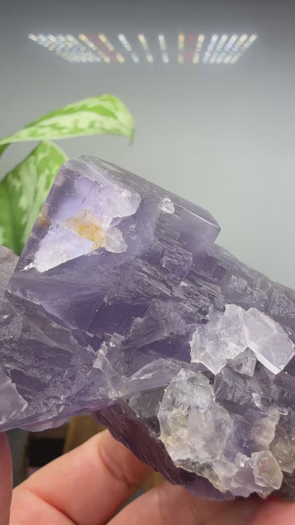 Fluorite- Jebel Tirremi, Taourirt Complex, Taourirt Province, Oriental Region, Morocco