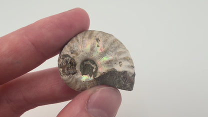 Opalized Ammonite