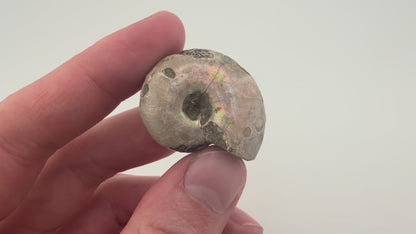 Opalized Ammonite