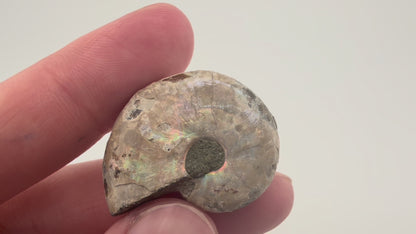 Opalized Ammonite