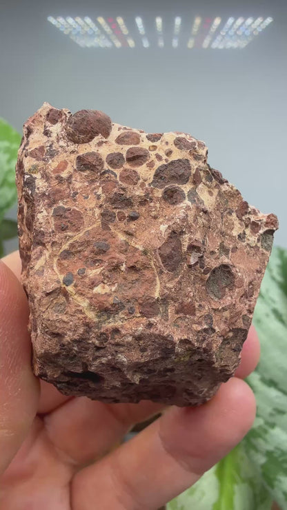 Bauxite- La Llacuna-Mediona area, Barcelona, Catalonia, Spain
