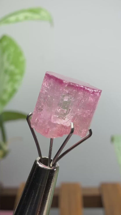 Tourmaline- Água Branca pegmatite, Barra do Salinas, Coronel Murta, Minas Gerais, Brazil