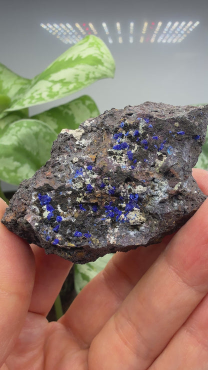 Azurite- Morenci Mine, Morenci, Greenlee County, Arizona, USA