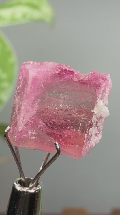 Tourmaline- Água Branca pegmatite, Barra do Salinas, Coronel Murta, Minas Gerais, Brazil