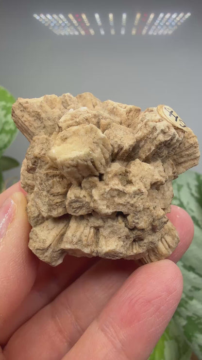 Aragonite (potential pseudomorph?)- Arizona
