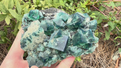Fluorite - Diana Maria Mine, Frosterley, Weardale, Co. Durham, England