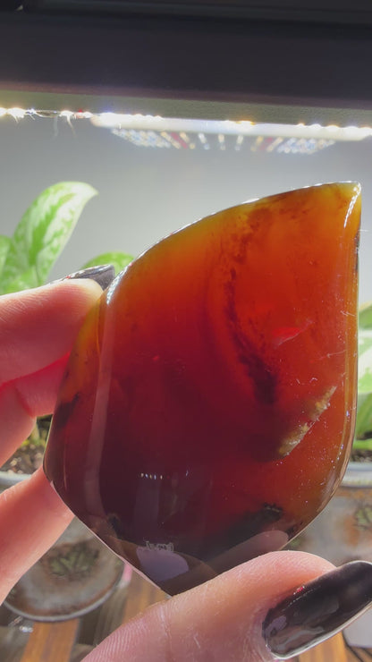 Amber Flame, polished- Indonesia