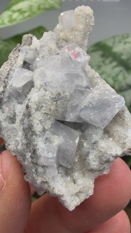 Celestine, Calcite- Meckley's Quarry, Mandata, Northumberland County, Pennsylvania, USA