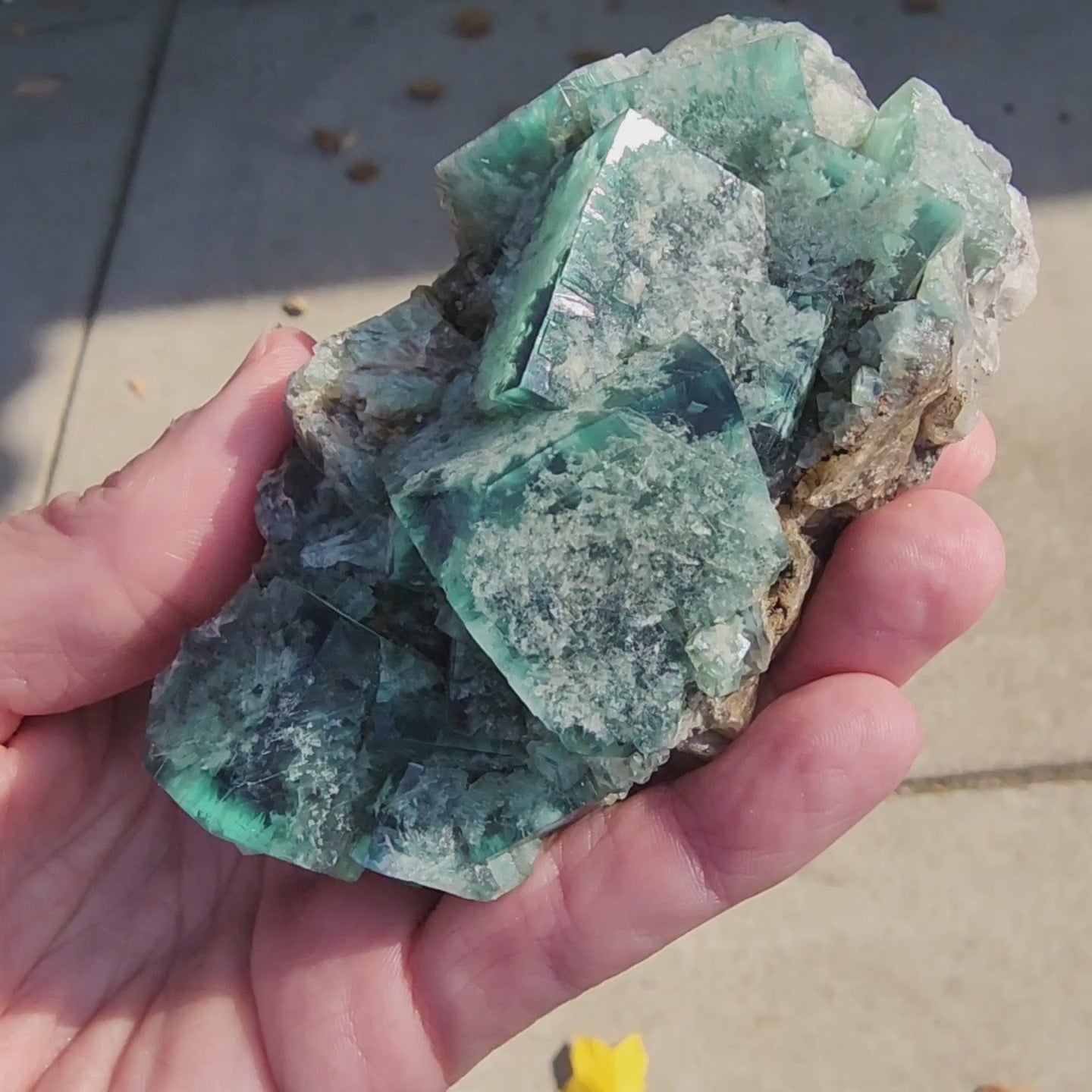 Fluorite- Fluorite- Toxic Apple Pocket, Poison Ivy, Lady Annabella