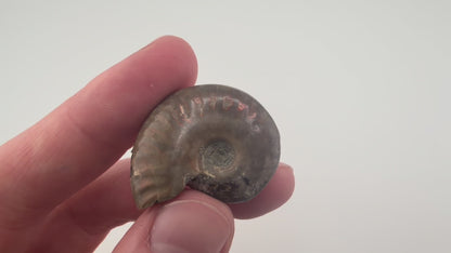 Opalized Ammonite