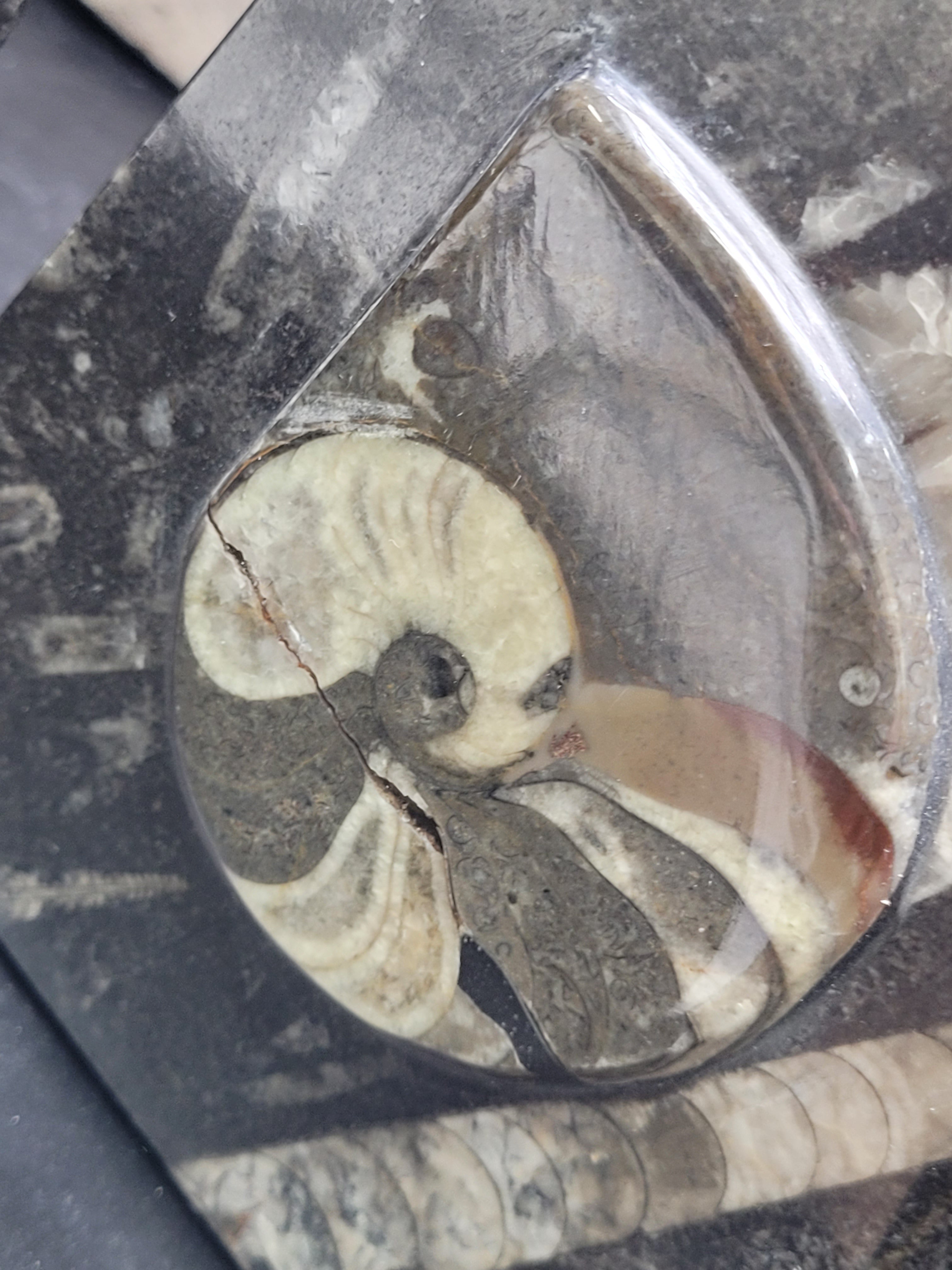 Ammonite – The Crystalary