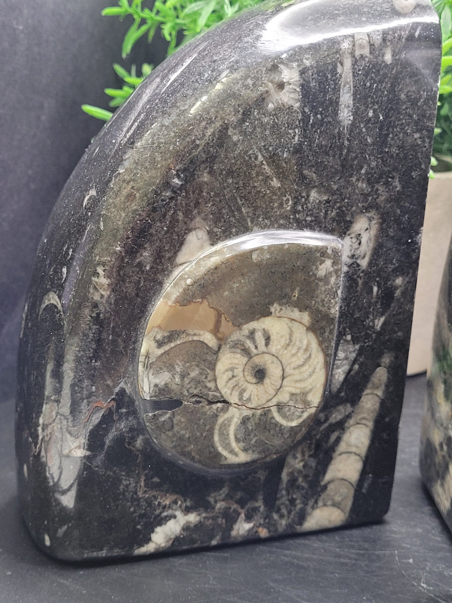 Ammonite and Orthoceras Bookends Rounded
