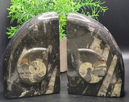 Ammonite and Orthoceras Bookends Rounded