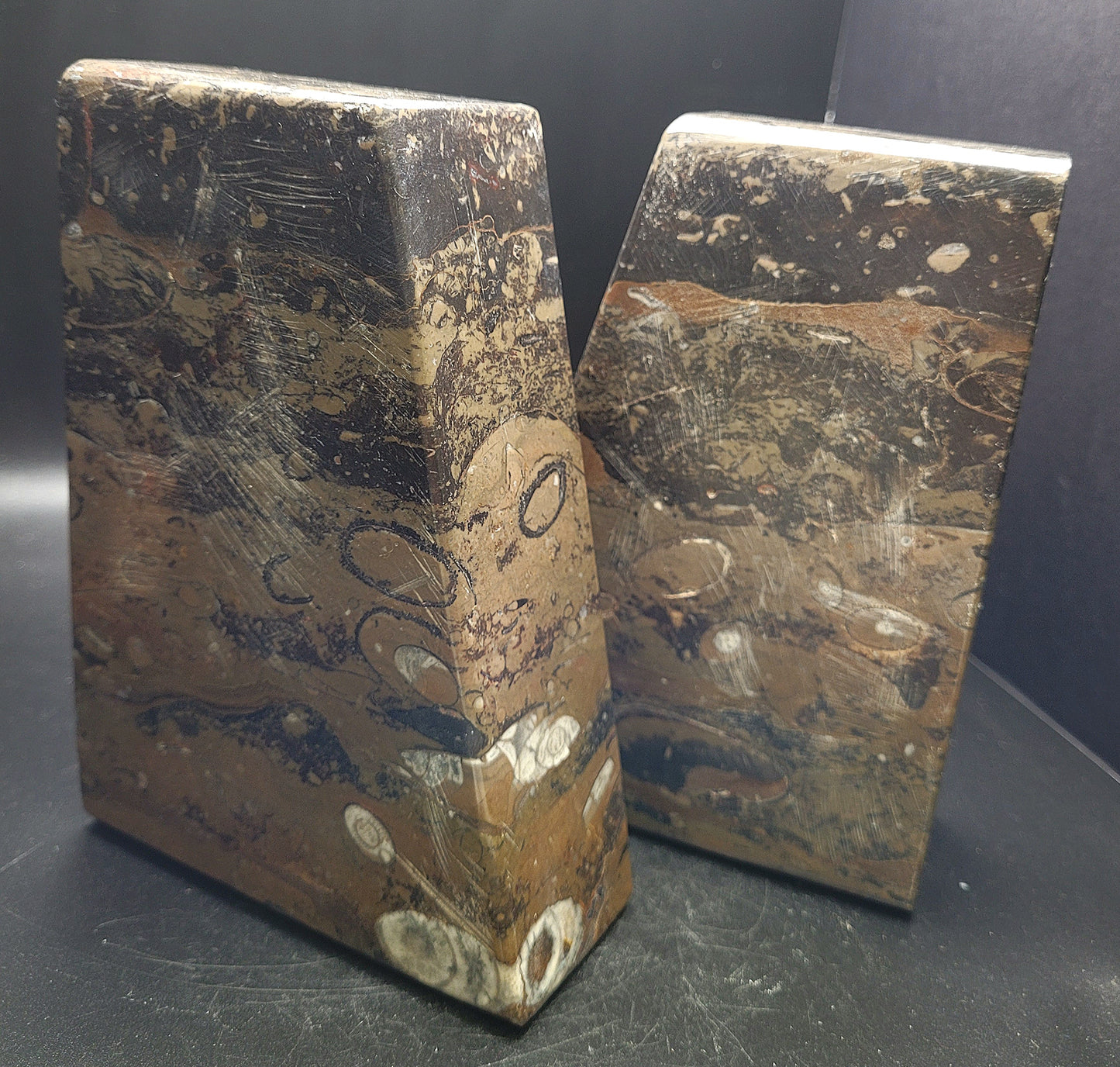 Ammonite and Orthoceras Fossil Bookends