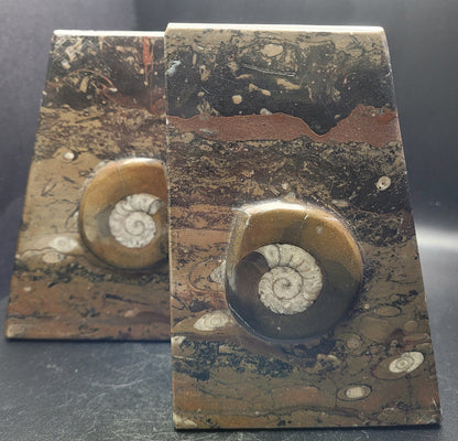 Ammonite and Orthoceras Fossil Bookends
